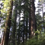 Trees in Lady Bird Johnson Grove