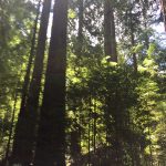 Trees in Lady Bird Johnson Grove