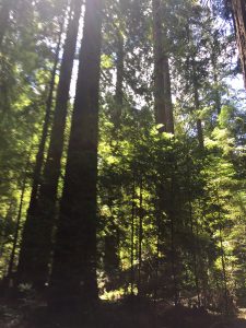 Trees in Lady Bird Johnson Grove