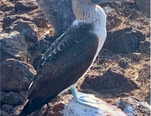 The Blue-Footed Booby Lives Without Fear: Our Efforts and Actions Can Further our Right to Freedom From Fear